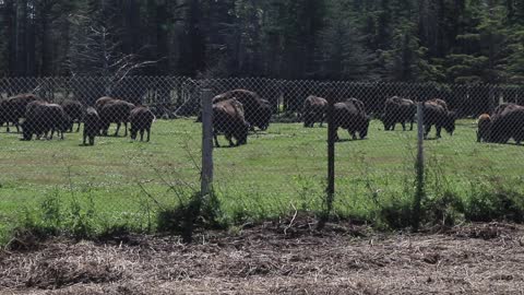 A Nice Herd of Grazing Bison