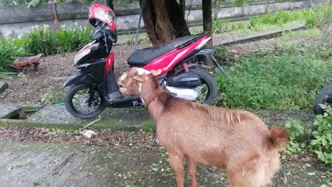 Goat loves to play