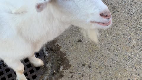 The goat is eating something!! Oh my god he's eating shit