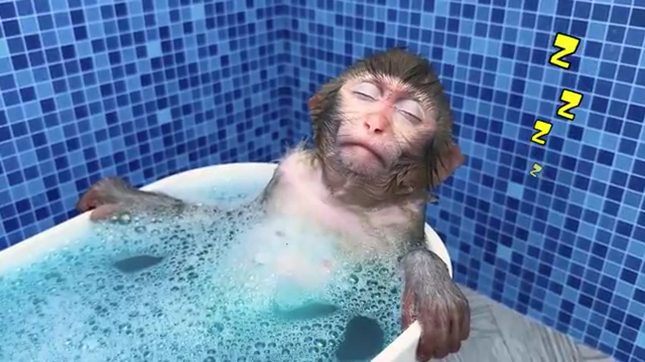 Monkey Baby Bon Bon bath new video