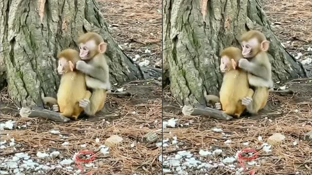 Cute baby monkeys