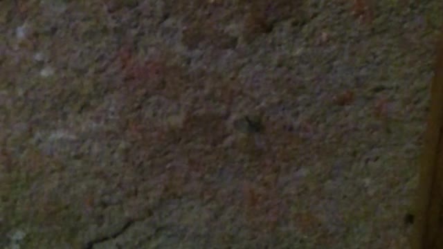 a largatixa na parede pegando barata pt3