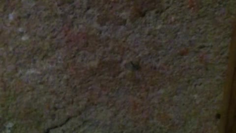 a largatixa na parede pegando barata pt3