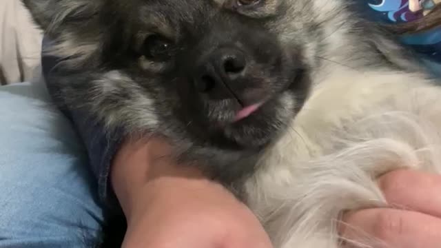 Extremely vocal puppy tells owner all about his day