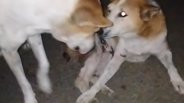 Vary simpol dog have a wonderfull