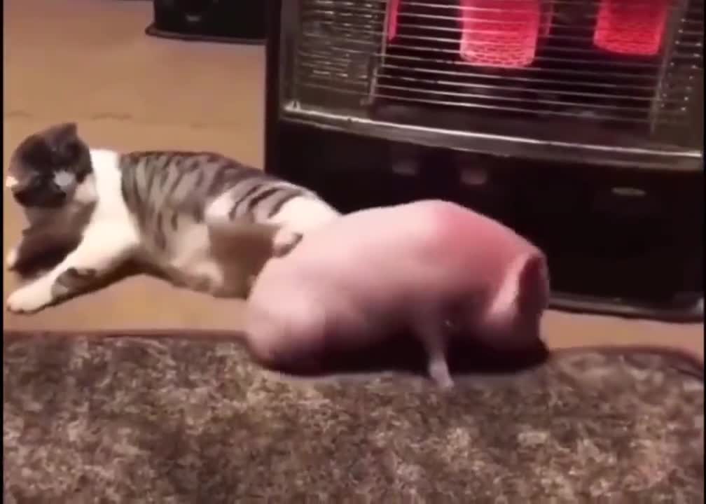 CAT VS PIG - 🐱 vs 🐷