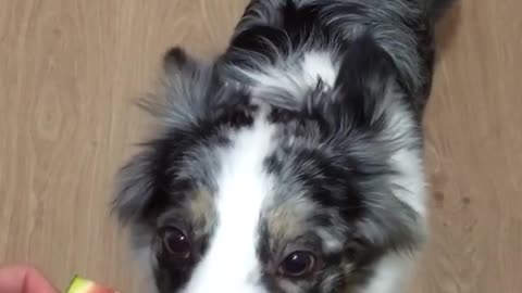 Australian Shepherd's favorite snack is juicy watermelon