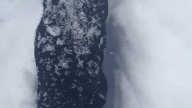 Black puppy running through snow towards owner