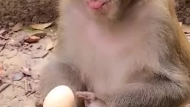 This monkey loves to eat eggs 😄😄😄😄