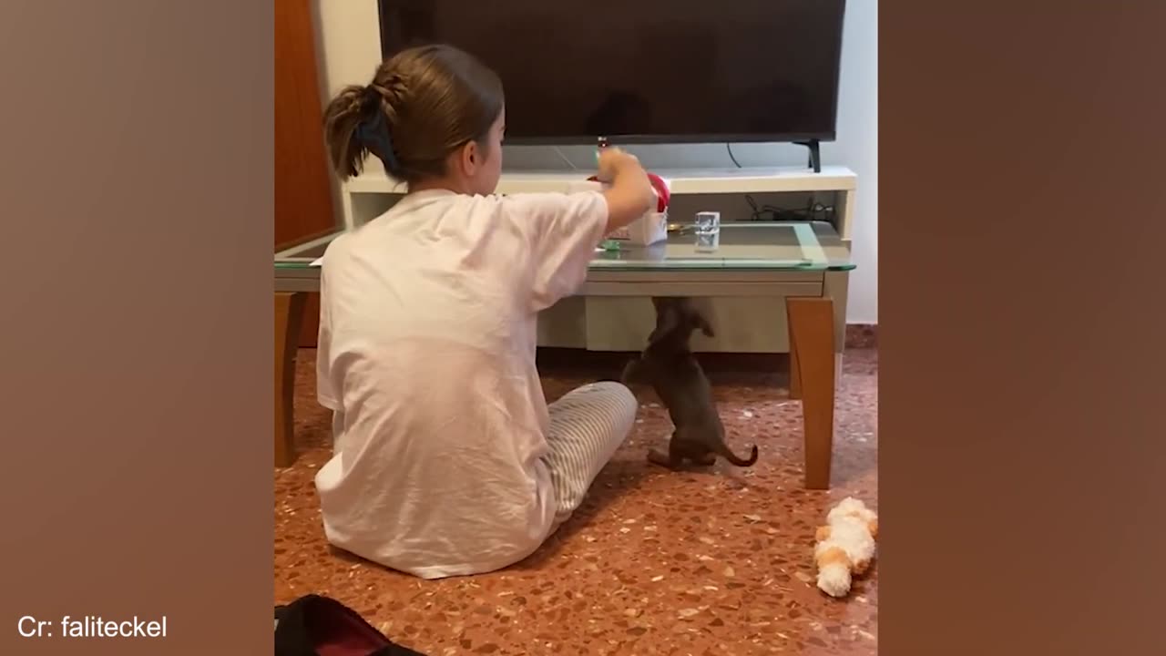 Adorable Encounters of Dogs and Cats🐕
