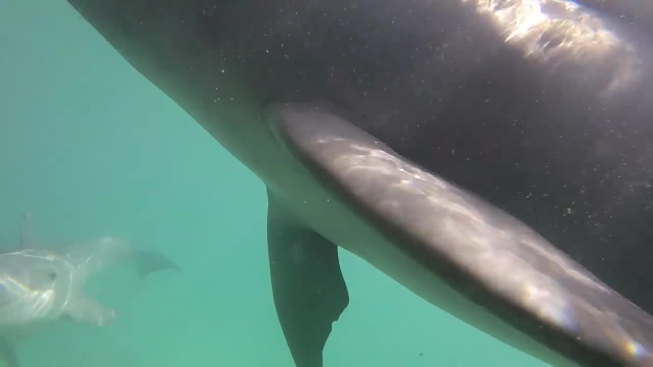 Dolphin Swim Cancun Mexico.... This was soooooo COOL!!!!!!