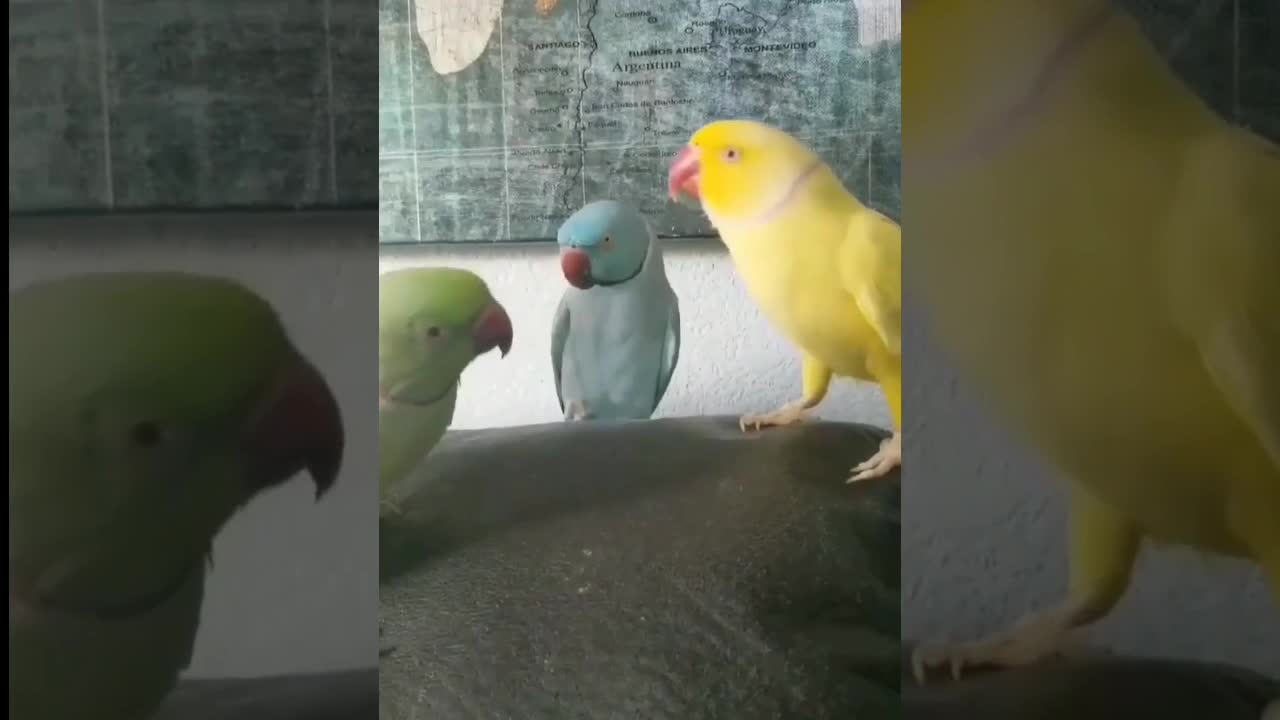 Parrot talking 🤣