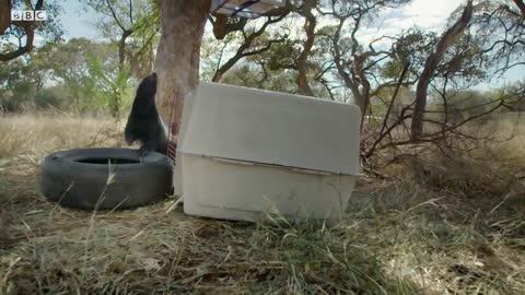 Are Honey Badgers Big-Brained? | Weasels: Feisty & Fearless | BBC Earth