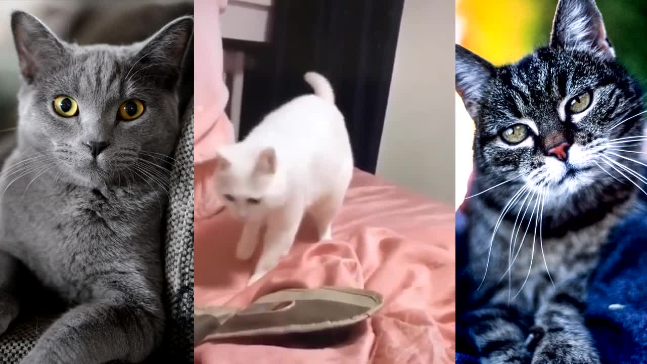 Funny Cat with Music