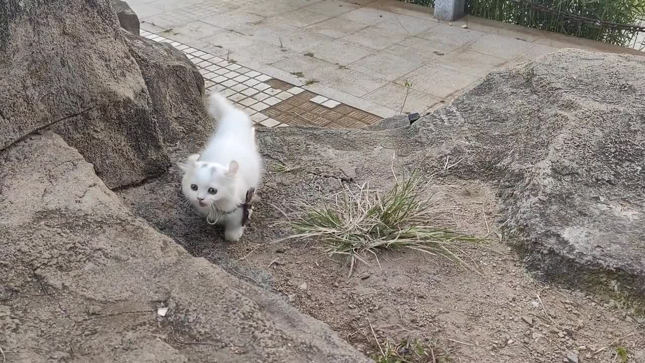 Cat's moutain in our neighborhood