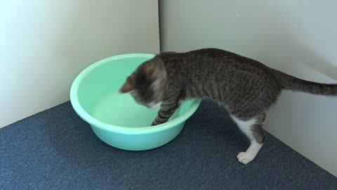 The Cat and the Fascinating Empty Basin
