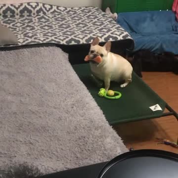 French Bulldog Just Wants You To Play With Him