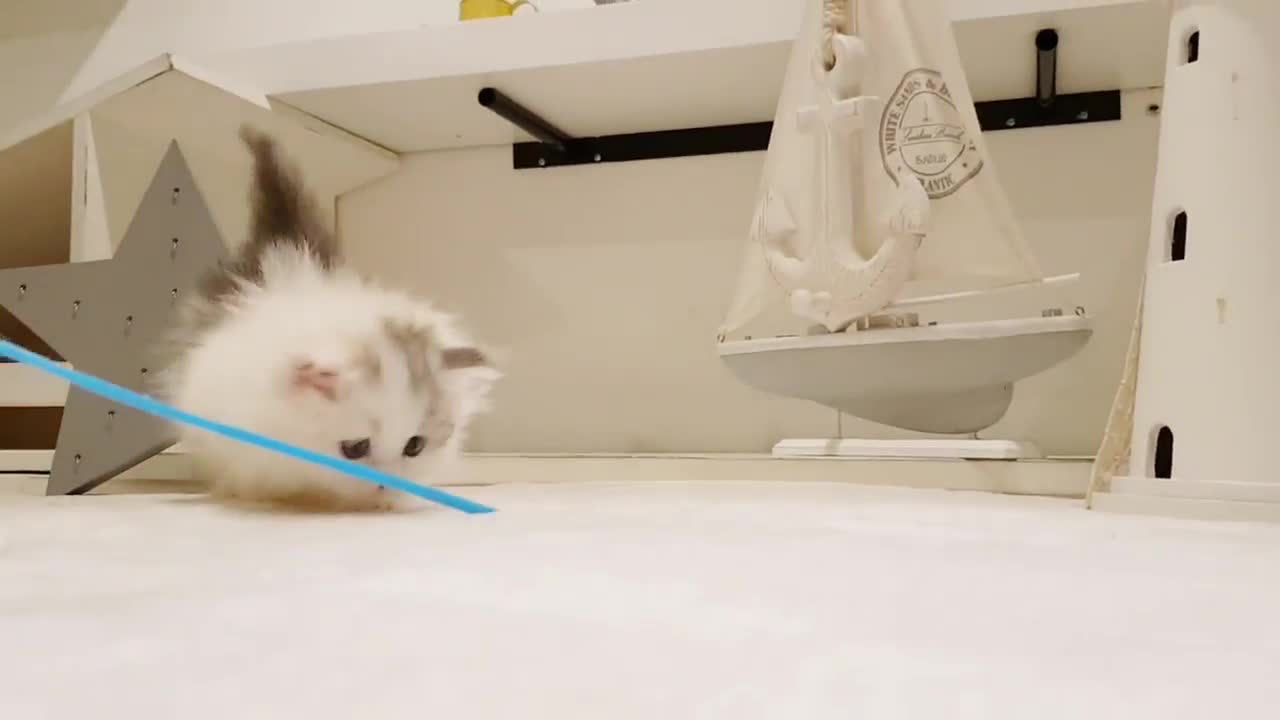 Tiny little fluffy cat learning how to play with toys ^^