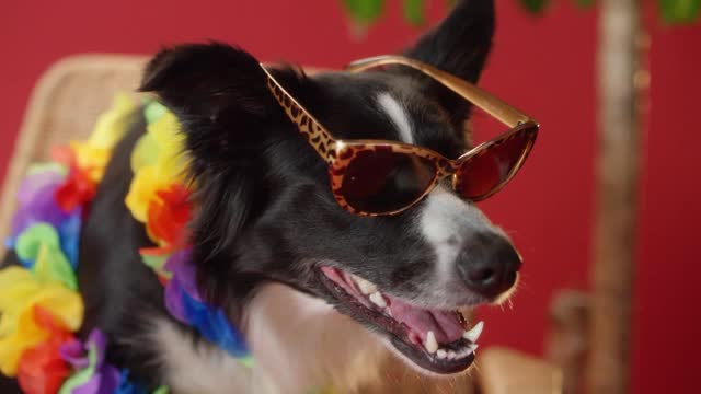 Very stylish puppy, it wears a shirt with sunglasses