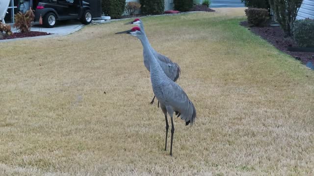 Sandhill Crane Mating Call