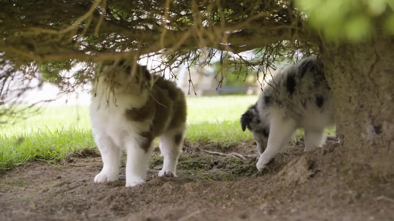 A pair of cute little puppies plays under a tree and with its branches