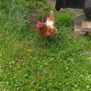 A Zorro-type scarecrow 👻👽🙀👀 in my Garden