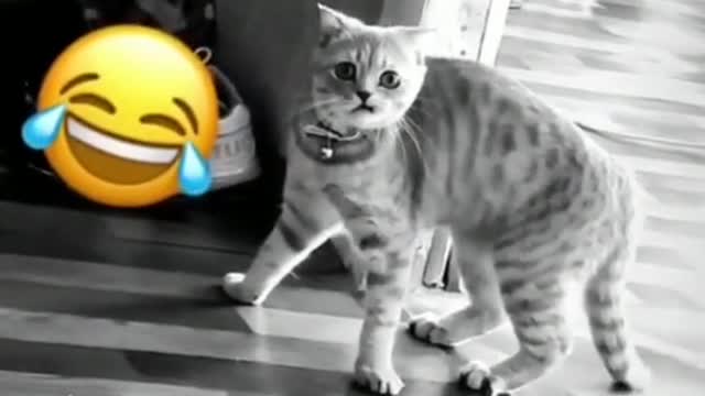 A very, very strange cat.