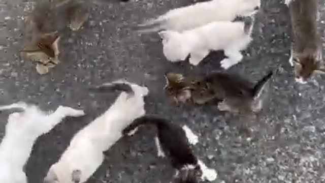 Guy Saving A kitten Get ambused by A group