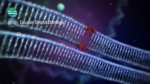 DNA Damage Response