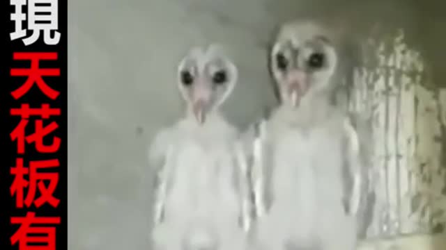 Funny video-Alien hiding in the ceiling