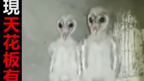 Funny video-Alien hiding in the ceiling