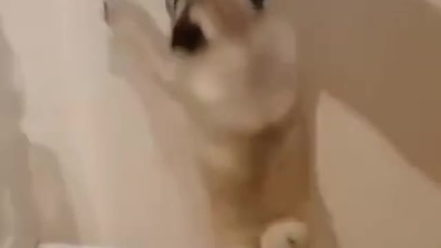 Cute & funny dog