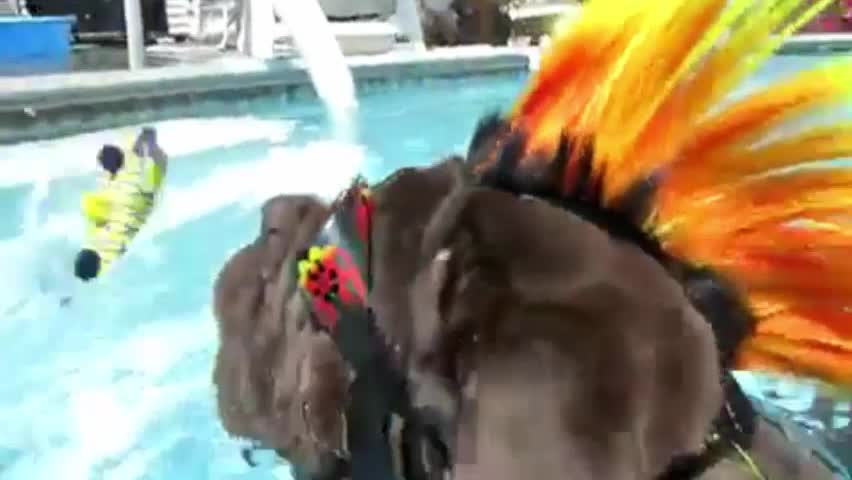 Funny Dog Swimming