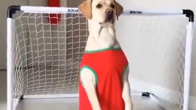 Goal keeper doggy .🤣