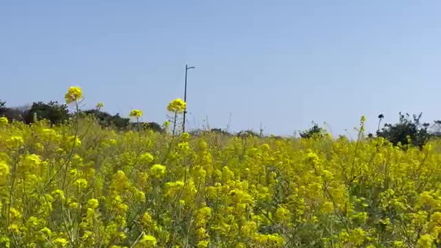 Jeju Flower Natural Landscape