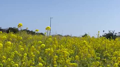 Jeju Flower Natural Landscape