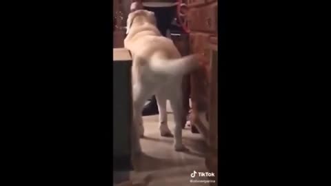 dog hits the beat perfectly with his tail