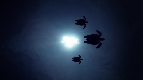 Underwater world creatures