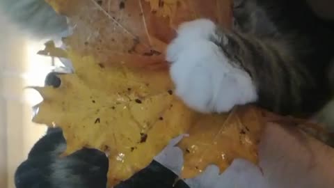 mainecoon kitten