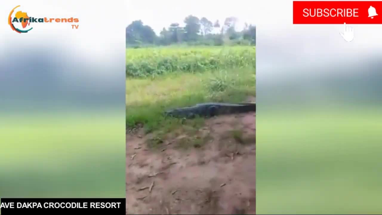 Tourist attacked by Crocodile...WARNING!! Not For Children!!