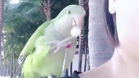 parrot video