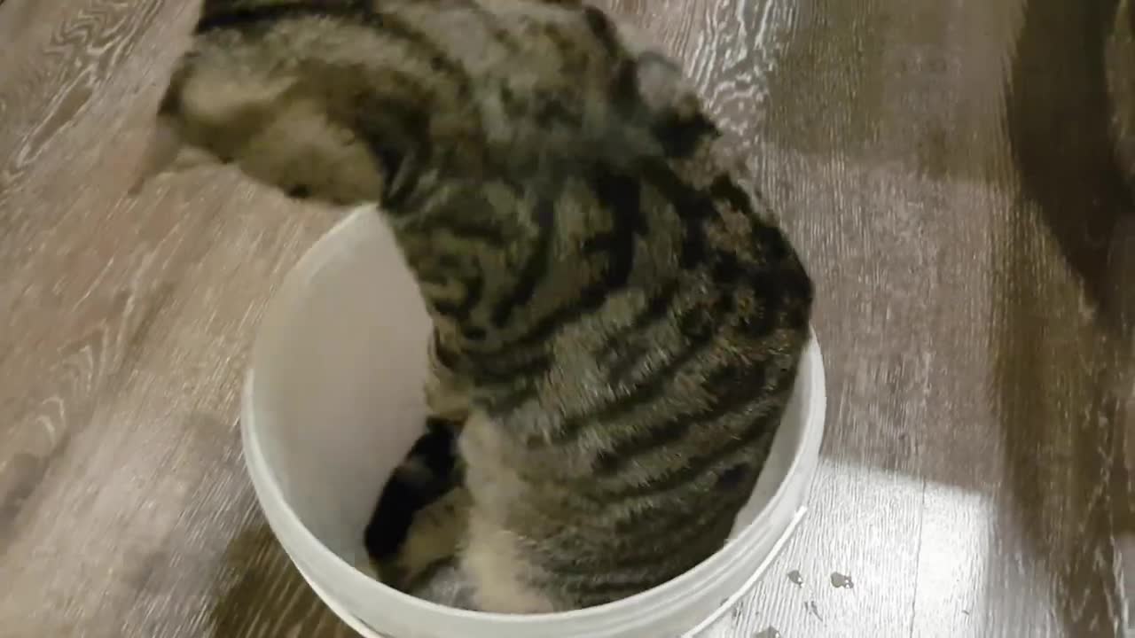 Cat falls out of bucket