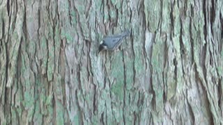 275 Toussaint Wildlife - Oak Harbor Ohio - White Breasted Nuthatch