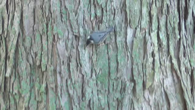 275 Toussaint Wildlife - Oak Harbor Ohio - White Breasted Nuthatch