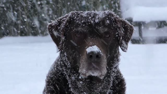 the dog and snow