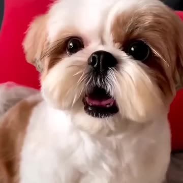 My Dog Has a Pure Heart 🥺, The dog video #26 Funny & Cute Animals Dog cute funny love