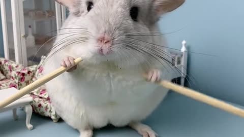 Sports hamster