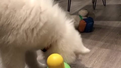 Perro no deja de hamacar su juguete porque tiene un premio escondido