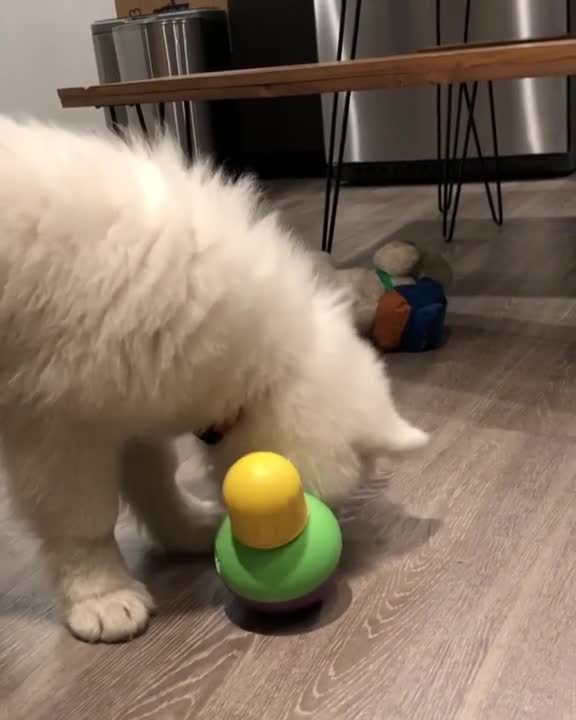 Perro no deja de hamacar su juguete porque tiene un premio escondido