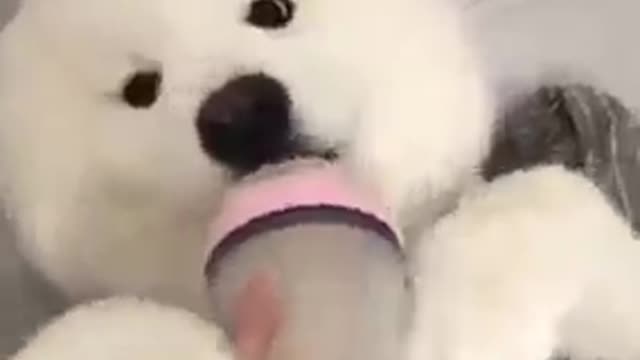 Such a cute puppy, likes to drink water just like that